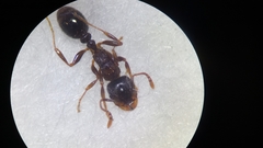 Tetramorium moravicum