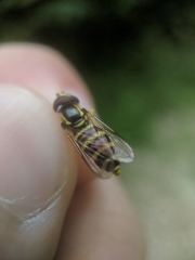 Xanthogramma flavipes