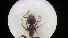 Tetramorium moravicum