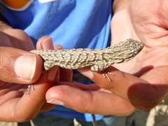 Urosaurus graciosus