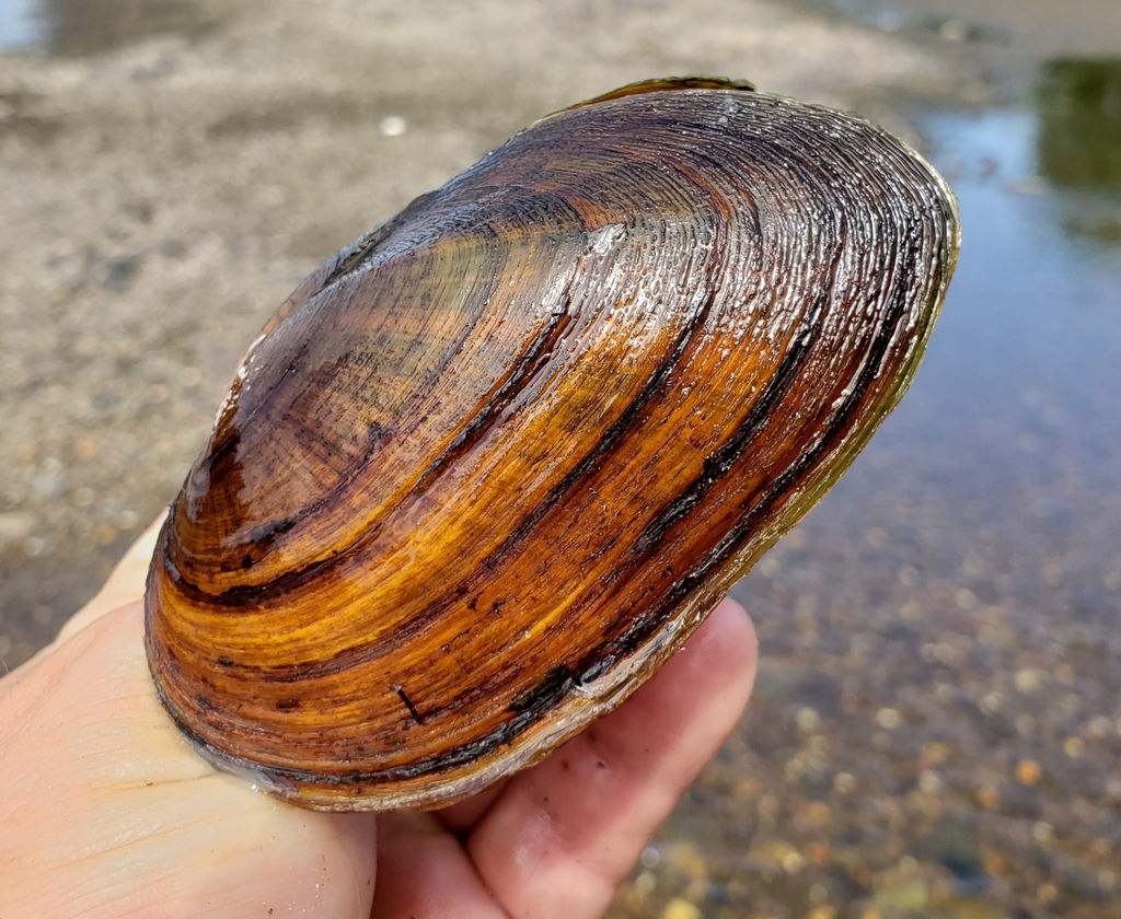Eastern Elliptio, photo 1 of 7