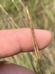 Schizachyrium tenerum