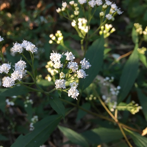 Ageratina riparia