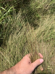 Schizachyrium tenerum