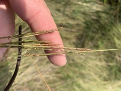 Schizachyrium tenerum