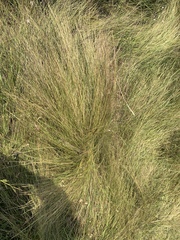 Schizachyrium tenerum