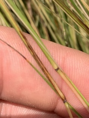 Schizachyrium tenerum