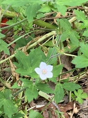 Geranium sibiricum