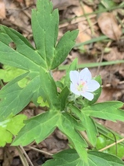 Geranium sibiricum