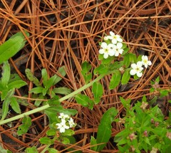 Lithospermum distichum