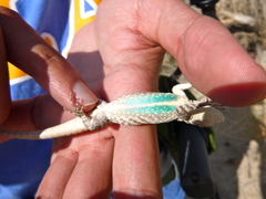 Urosaurus graciosus