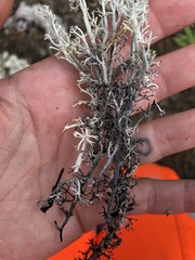 Cladonia stygia