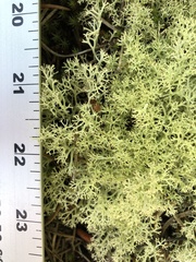 Cladonia arbuscula mitis
