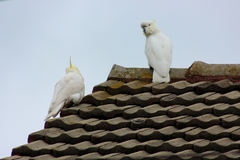 Cacatua galerita galerita