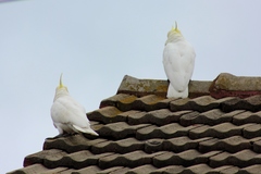 Cacatua galerita galerita