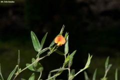Zornia thymifolia