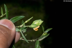 Zornia thymifolia