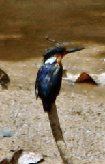 Corythornis vintsioides