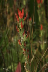Castilleja minor