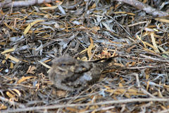 Caprimulgus madagascariensis