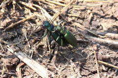 Cicindela nigrocoerulea