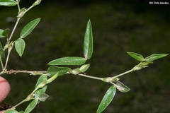 Zornia thymifolia
