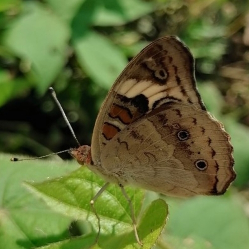 Common Buckeye, photo 10 of 10