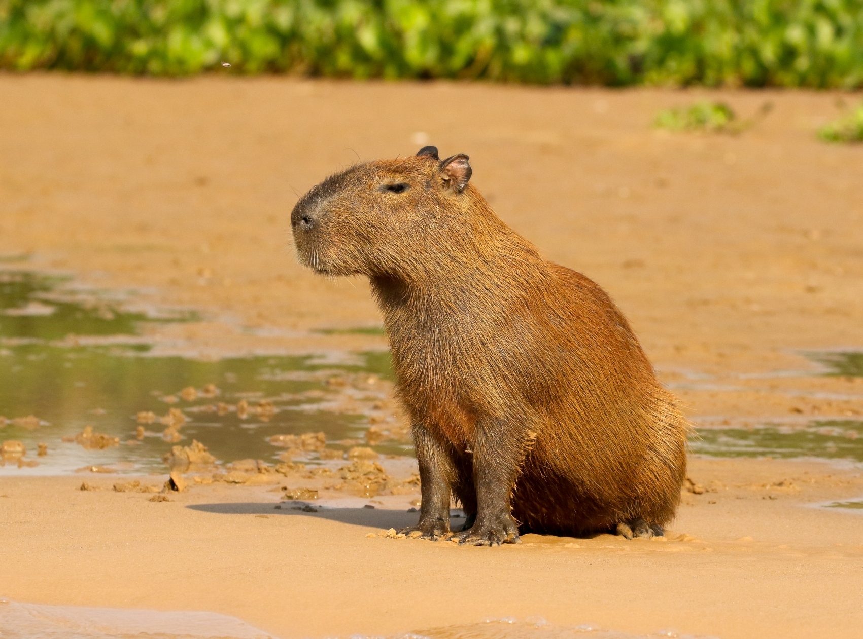 Capybara (Hydrochoerus hydrochaeris) · iNaturalist