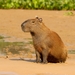 Capybara - Photo (c) Carlos Sanchez, some rights reserved (CC BY-NC), uploaded by Carlos Sanchez