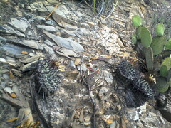 Chichimecactus corregidorae
