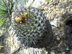 Chichimecactus corregidorae
