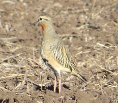 Oreopholus ruficollis