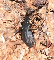 Carabus goryi