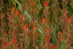 Castilleja minor
