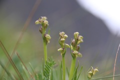 Chamorchis alpina
