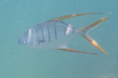 Trachinotus rhodopus