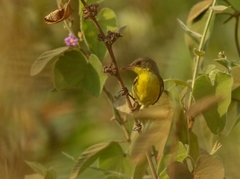 Pseudocolopteryx acutipennis