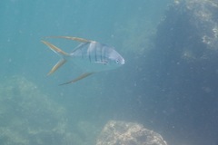 Trachinotus rhodopus