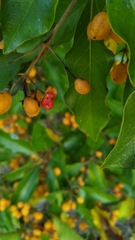 Pittosporum ferrugineum