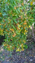 Pittosporum ferrugineum