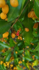 Pittosporum ferrugineum