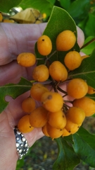 Pittosporum ferrugineum