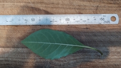 Pittosporum ferrugineum