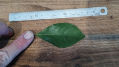 Pittosporum ferrugineum