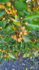Pittosporum ferrugineum