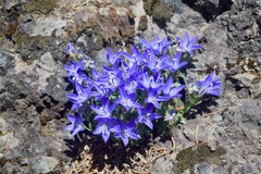 Campanula piperi