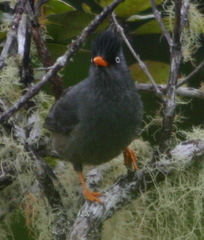 Hypsipetes borbonicus