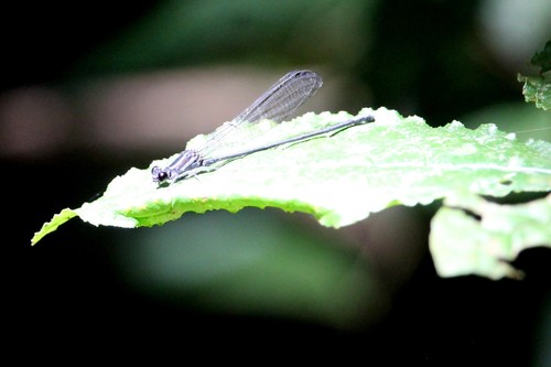 Argia yungensis