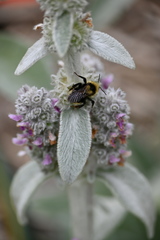 Bombus insularis