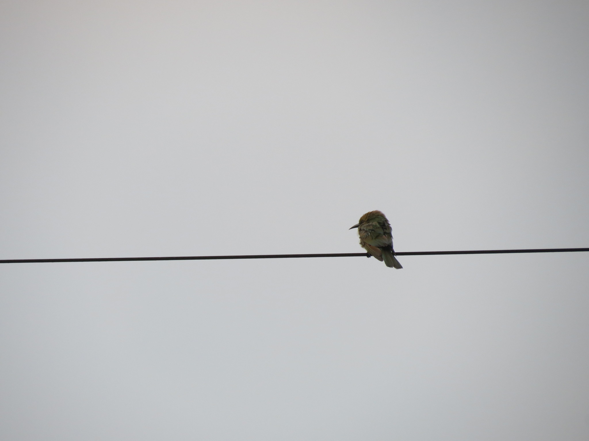 Green Bee-eater